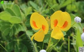 Image result for Smithia