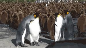 This video is disgustingly gross. Penguin Slap Fight Gifs Get The Best Gif On Giphy