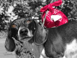 We look forward to having you come to ashford and meet our animals. Adoption Application Riley S Rescue Foundation Rrf