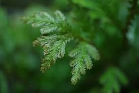 Image result for Selaginella eublepharis