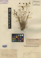 Image result for Bulbostylis pusilla