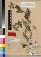 Image result for Pouzolzia guineensis