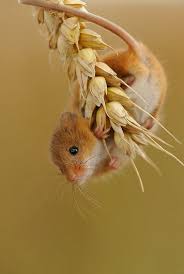 Harvest Mouse Cute Animals Nature Animals Animals Wild
