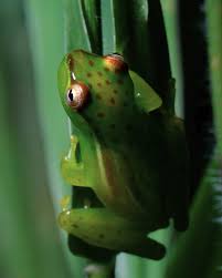 Image result for Leptochloa obtusiflora