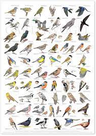 Salat, erdbeeren, erbsen, kohl und noch viele weitere gemüsepflanzen sind ein leckerbissen für viele vogelarten im garten. 7 Vogel Poster Ideen Vogel Im Garten Vogel Vogelkunde