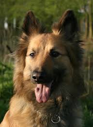 The gsd has a sturdy, muscular, slightly elongated body with a light, solid bone structure. Dutch Shepherd Dog Breed Information And Pictures