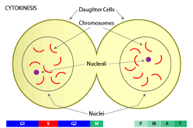 Cytokinesesis 6th Stage In Animal Cells Cytokinesis Results When A Fiber Ring Composed Of A Protein Called Actin Around The Center Of The Cell Con Siklus Sel