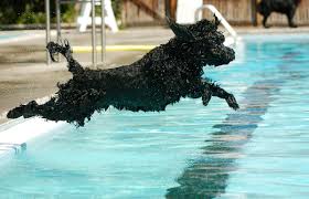 Denver parks & recreation swimming pool rules. Public Pools Go To The Dogs Uchealth Today
