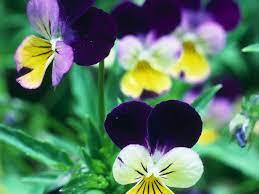 Heartsease Viola Tricolor Pansies Flowers Edible Flowers Cold Weather Flowers