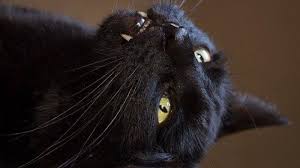 Check spelling or type a new query. 9 Tafsir Mimpi Melihat Kucing Hitam Menurut Primbon Jawa Hati Hati Akan Ada Masalah Halaman All Tribun Jogja