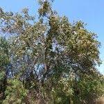 Image result for Cordia afra