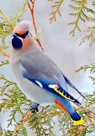 Birds Flying High Lyrics Karaoke Birdsey Angry Birds Rovio Angry Birds 2 Movie Birds Of Prey Movie Dc Comics Angry Birds Movie Song Birds And Bee Birds Beautiful Birds Animals Beautiful