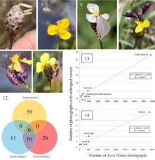 Image result for Xyris sp.nov.