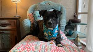 Pet friendly jacksonville hotels and motels are listed below along with the we list the best petfriendly jacksonville florida hotel and motel rooms allowing pets or dogs. Adopt A Pet Harriet With The Animal League Of Washington County Firstcoastnews Com