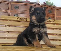 Pets and animals columbus 450. German Shepherd Puppies For Sale Indiana Gsd Puppies In