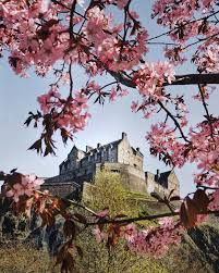 Hard rock cafe edinburgh is located on george street, just a short distance from the world famous edinburgh castle. Edinburgh Castle Framed By Blossom In The Spring