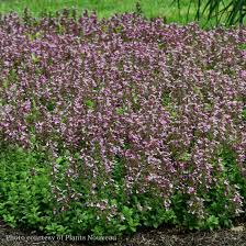 Image result for Teucrium