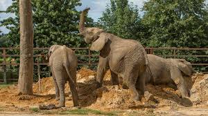 Over 4,567 elephant pictures pictures to choose from, with no signup needed. Carrie Johnson S Charity In World First Elephant Rewilding Project Bbc News