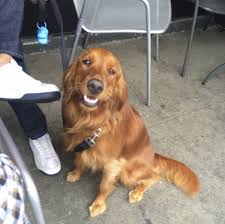 The search tool above returns a list of breeders located nearest to the zip or postal code you enter. Dog Of The Day Milli The Golden Retriever Irish Setter Mix Repeat Customer The Dogs Of San Francisco