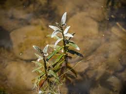 Image result for Justicia dalaënsis