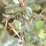 Image result for Agelanthus natalitius