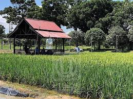 Pemandangan Sawah Padi Pada Waktu Senja Yang Memukau Dan Perlu Anda Terjah Tempat Menarik