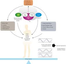 Scientists think that the process of. Mealtime A Circadian Disruptor And Determinant Of Energy Balance Ruddick Collins 2020 Journal Of Neuroendocrinology Wiley Online Library