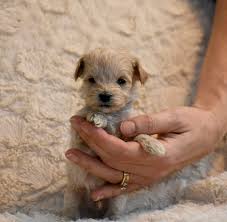 Teacup Schnoodle Puppies For Sale Goldenacresdogs Com
