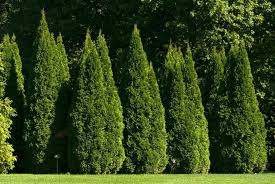 Image result for Hetaeria occidentalis