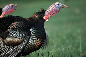 Turkeys What S A Beard And Spurs