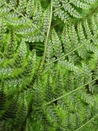 Image result for Diplazium humbertii