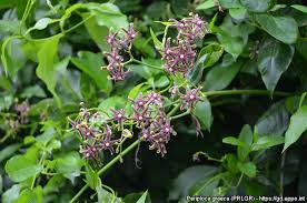 Image result for Periploca