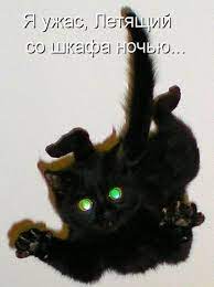 Смешные картинки котят с надписями &amp;mdash; подборка за Сентябрь