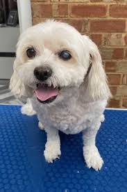 Pampered Paws by Sonia