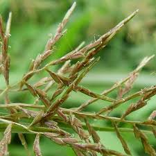 Image result for Cyperus distans