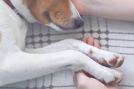 Einschläfern darf nur ein approbierter tierarzt/ eine approbierte tierärztin. Den Hund Einschlafern Der Letzte Gemeinsame Weg Zooplus