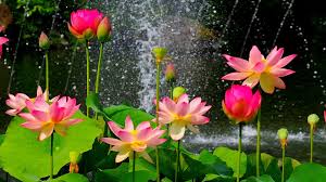 Lotus Images Wallpaper Lotus Flower Wallpaper Lotus Image Flower Wallpaper