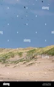 Herring gull flying over dunes, Juist Island, North Sea, East Frisian  Islands, East Frisia, Lower Saxony, Germany, Europe Stock Photo