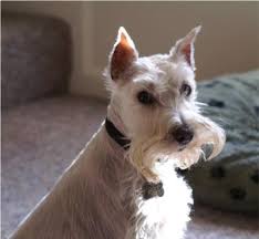 White miniature schnauzers exist too. About White Miniature Schnauzers