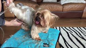 By adding layers this cropped cut has plenty of texture and movement and is best styled with a longer fringe. How To Groom A Yorkie Pet Lover Guy