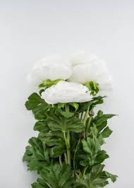 Image result for Ranunculus stagnalis