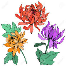 Women's green and pink sari dress, brunette, asian, bollywood. Vector Red Purple And Orange Chrysanthemum Floral Botanical Flowers Wild Spring Leaf Wildflower Isolated Engraved Ink Art Isolated Flower Illustration Element Royalty Free Cliparts Vectors And Stock Illustration Image 120958435