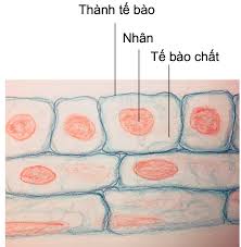 1 điểm) Vẽ tế bào vảy hành, chú thích rõ thành tế bào, nhân và tế bào chất.