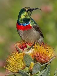 Birds Of South Africa Images Pin By Yunray Chung On Lemlem In 2020 Beautiful Birds South African Birds Birds
