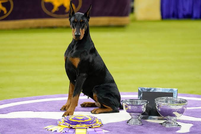 Doberman pinscher named Penny wins best in show at the 150th annual  Westminster Kennel Club Dog Show - The Boston Globe