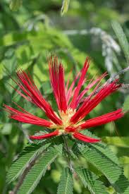 Image result for Calliandra tweedii