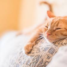 Yet, you give and you take away. How To Deal With The Loss Of Your Cat