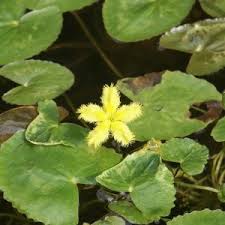 Image result for Menyanthaceae