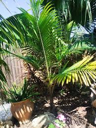 Image result for Acanthophoenix rubra