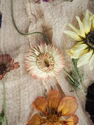 Horse chestnut farm birchwood park, fradswell, staffordshire, st18 0ez. The Art Of Drying Flowers Top Tips Botanical Tales